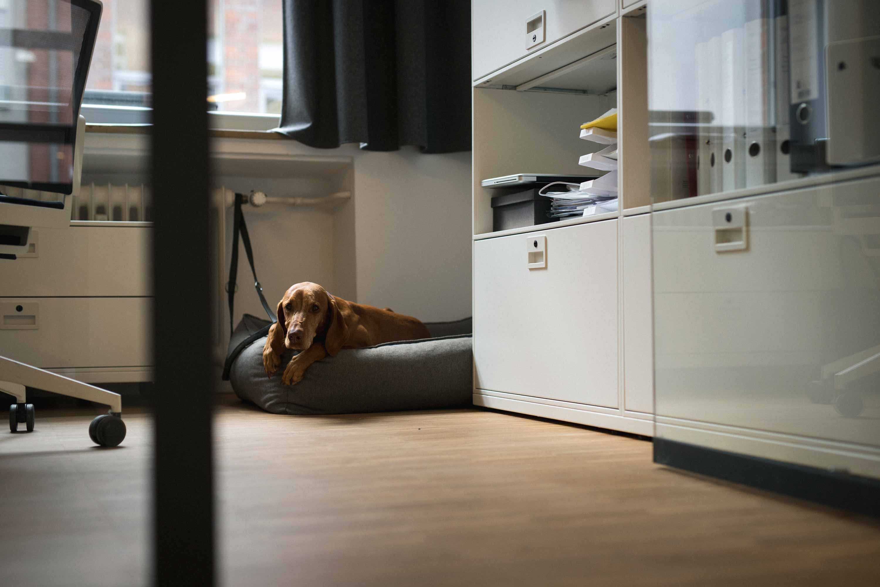 Hundedame Aliyah vom Team der Bermüller+Niemeyer Architekturwerkstatt.